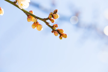 梅の花