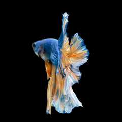  Tail of blue fighting fish isolated on black background