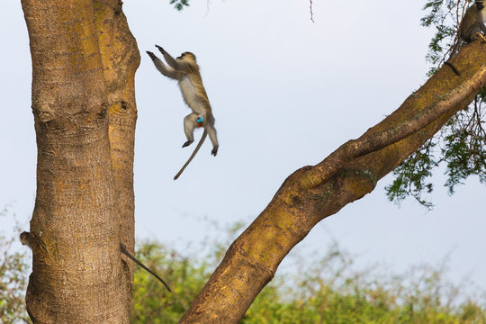 African baboon
