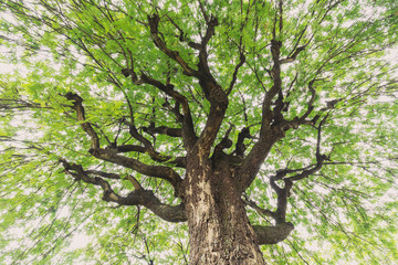 Under big green tamarind tree