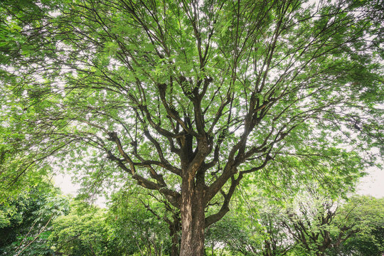 Under Big Green Tamarind Tree