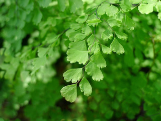 Fototapeta premium Green leaf wallpaper / green background