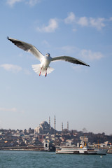 Fototapeta na wymiar Seagull flying in sky over the sea waters