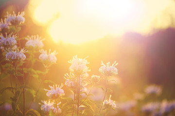 Obraz na płótnie Canvas Wildflower background. instagram effect.