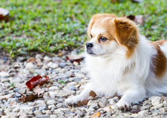 Pomeranian sitting