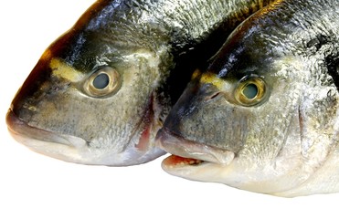 two huge freshly caught sea bream ready to be cooked