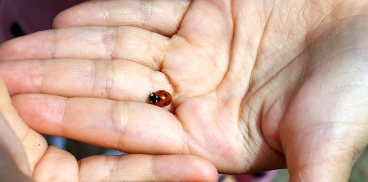 ladybug with blacks dots in the hands of a little girl
