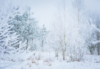 Fototapeta na wymiar Polish winter landscape