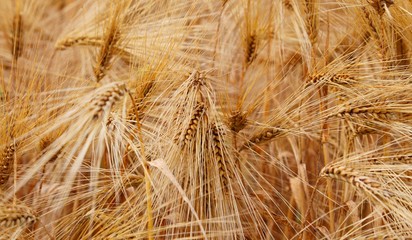 ears of wheat during ripening in the wheat field
