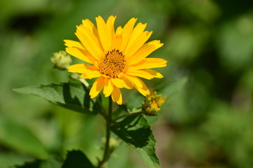 Sunny Day Flower