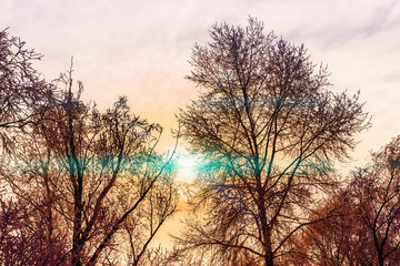Obraz na płótnie Canvas Tepid winter sunbeam passes through the branches of a tree