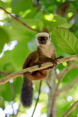 white-headed lemur (Eulemur albifrons), Madagascar