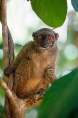 white-headed lemur (Eulemur albifrons), Madagascar