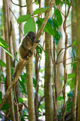 white-headed lemur (Eulemur albifrons), Madagascar