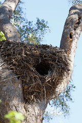 big nest on the tree, Botswana, Africa