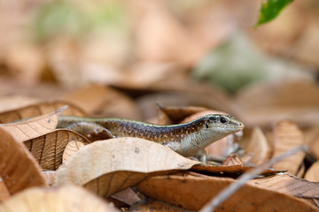Obraz premium Madagascar girdled lizard (Zonosaurus madagascariensis)