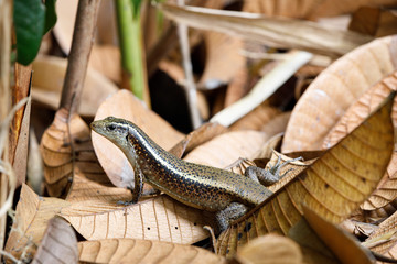 Madagascar girdled lizard (Zonosaurus madagascariensis)