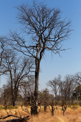 Moremi game reserve, Okavango delta, Africa Botswana