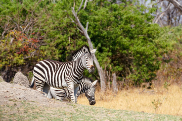 Fototapeta na wymiar Zebra in african bush, Okavango, Botsvana Africa