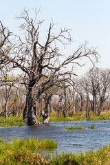 Moremi game reserve, Okavango delta, Botswana Africa