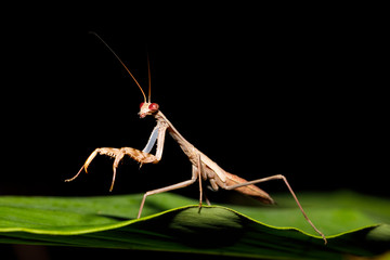 praying mantis on leaf, Madagascar