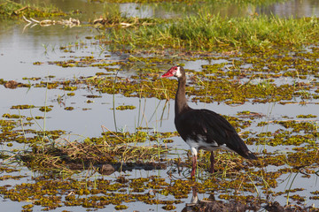 bird Spur-winged Goose, Okavango, Botswana, Africa
