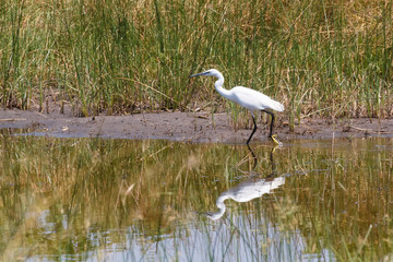 bird Great egret, okavango, Botswana, Africa