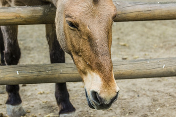 Horses on the ranch , Looking at the horse