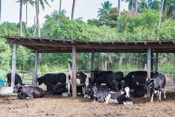 cows in a farm, Dairy cows eating in a farm.