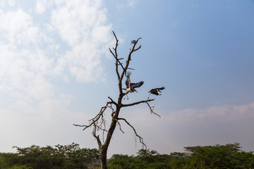 Marabou stork
