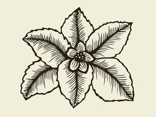 Hand drawn sketch flower