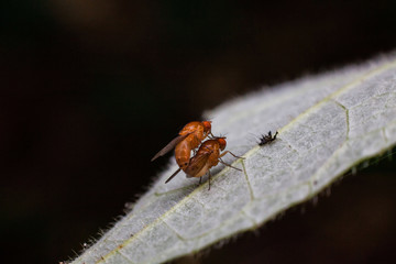 Close up view of real fruitfly in mating for insects macro photography commercial