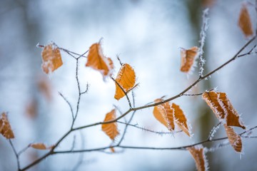 Close up of beech leaves with hoarfost in winter forest