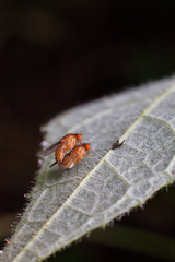Close up view of real fruitfly in mating for insects macro photography commercial
