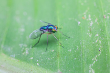 Close up view of real green long legged fly for insects macro photography commercial