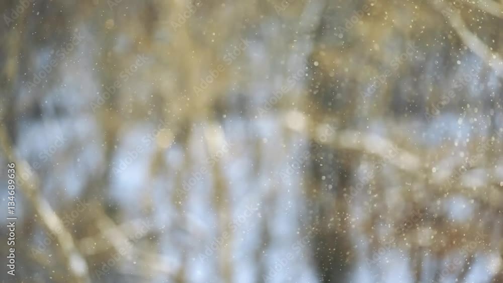 Poster snowfall. snowy stream in the background a blurred background with trees against the sun, strong win