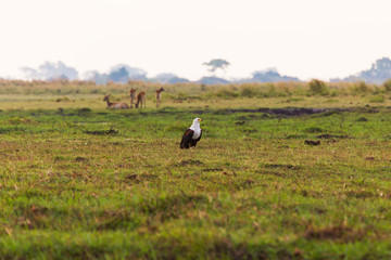 African fish eagle
