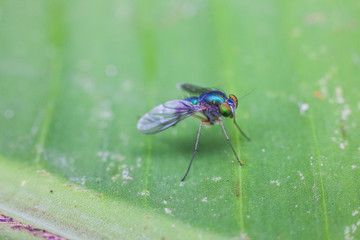Close up view of real green long legged fly for insects macro photography commercial