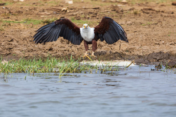 African fish eagle
