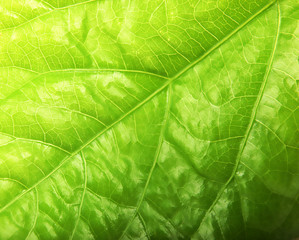 Plakat Macro Shot Of Green Leaf.