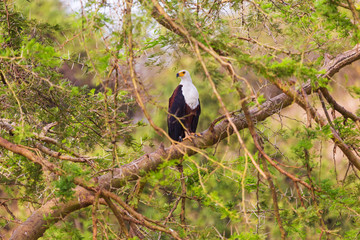 African fish eagle

