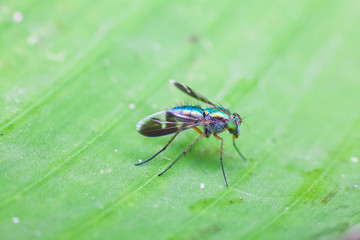 Close up view of real green long legged fly for insects macro photography commercial