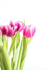 Beautiful two colored tulips close up on white background