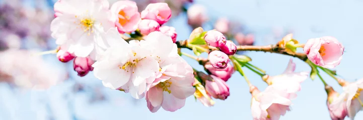Selbstklebende Fototapete Kirschblüte kirschbaum in der blüte