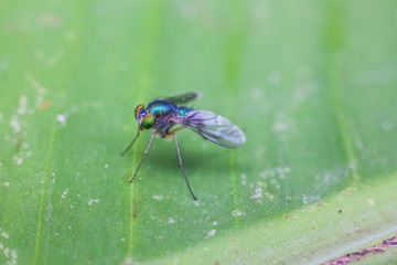 Close up view of real green long legged fly for insects macro photography commercial