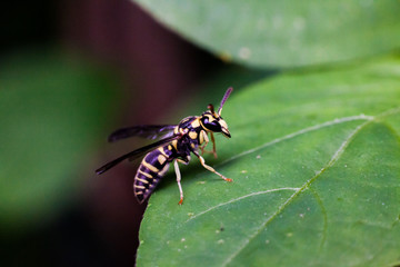 Close up view of real yellow hornet on a green leaf for insects macro photography commercial