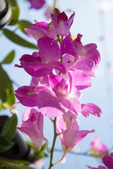 orchid