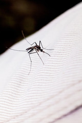 Close up view of real mosquito indicating dangerous of Aedes, Malaria and Zika disease