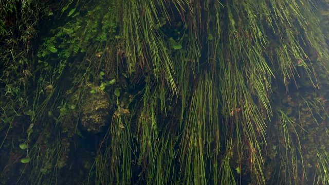 A variety of green macro algae grows underwater in the shallow wetlands of Everglades National Park 