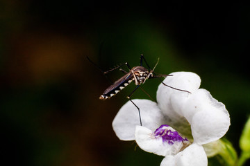 Close up view of real mosquito indicating dangerous of Aedes, Malaria and Zika disease